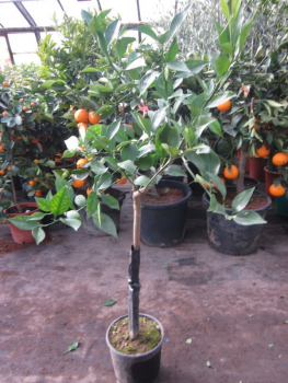 Rote Mandarine 'Mandared' - Citrus reticulata 'Mandared' - roter Mandarinenbaum -160cm