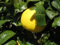 Preview: Gelbe Grapefruit - Citrus paradisi 'Marsh seedless'