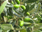 Preview: Olivenbaum Olea europeae,Olive
