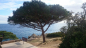 Preview: Pinie - Aleppo- Kiefer -- Pinus halepensis -- 150cm - Pinienbaum
