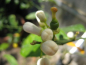 Preview: Mandarinenbaum Citrus reticulata