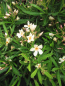 Preview: Ogelber Oleander(Nerium oleander)