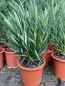 Preview: Oleander  -  Nerium oleander - gelbe Blüten - 80cm