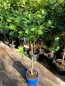 Preview: Orangenbaum - Citrus sinensis - 130cm