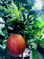 Preview: Blutorange Tarocco - Citrus sinensis 'tarocco' - 170cm - Blutorangenbaum