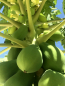 Preview: Carica Papaya - Papaya - Melonenbaum