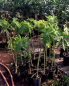 Preview: Carica Papaya - Papaya - Melonenbaum