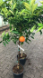 Preview: Mandarine - Mandarinenbaum - Citrus reticulata -140cm