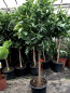 Preview: Mandarine - Mandarinenbaum - Citrus reticulata - Hochstamm 160cm - extra