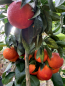 Preview: Moro-Blutorange - Citrus sinensis 'Moro'- 140cm