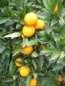 Preview: Orangenbaum - Citrus sinensis - 150cm - extra