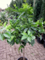 Preview: Orangenbaum - Citrus sinensis - 150cm - extra