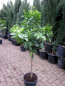 Preview: Orangenbaum - Citrus sinensis - 150cm - extra