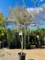 Preview: Olivenbaum - Olive - Olea europeae 180cm -- Stammumfang 10-12cm