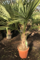 Preview: Hanfpalme  150cm - Trachycarpus fortunei - StH 30-- winterharte Palme