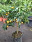 Preview: Kumquat margarita