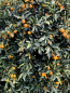 Preview: Ovale Kumquat -  Fortunella margarita - 140cm -  Hochstamm