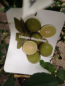 Preview: Saure mexikanische Limette - Citrus aurantifolia -- Cocktail-Limette -150cm