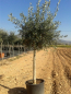Preview: Olivenbaum - Olive - Olea europeae 180cm -- Stammumfang 12-14cm