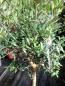 Preview: Olivenbaum - Olive - Olea europeae 180cm -- Stammumfang 10-12cm