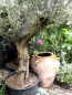 Preview: Olivenbaum - 170cm - Olive - Olea europeae - Stammumfang 10cm