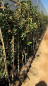 Preview: Pistacia vera - echte Pistazie - veredelt  - weibliche Pflanze -180cm
