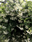 Preview: Sternjasmin - Trachelospermum jasminoides  - winterhart -15°C- Duftblüten