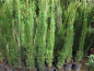 Preview: 20x Mittelmeerzypresse - Säulenzypresse - Mittelmeer-Zypressen 140cm - Cupressus sempervirens