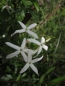 Preview: Echter Jasmin - Jasminum officinale