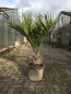 Preview: Chilenische Honigpalme - Jubaea chilensis -140cm