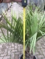 Preview: Chilenische Honigpalme - Jubaea chilensis -140cm