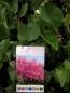 Preview: Judasbaum - Liebesbaum - Cercis siliquastrum - 170cm