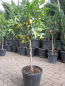 Preview: Limequat - Citrus aurantifolia x Fortunella margarita - 170cm -