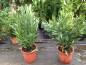 Preview: Oleander  -  Nerium oleander - gelbe Blüten - 80cm