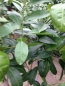 Preview: Tangelo 'Mapo' - Citrus reticulata x paradisi'