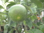 Preview: Tangelo 'Nova',Citrus reticulata x paradisi'