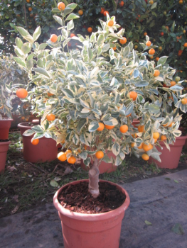 Panaschierte Calamondin - Citrus mitis 'variegata'- Buntlaubige Calamondin