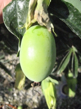 Riesen-Granadilla - Maracuja - Passionsfrucht - Passiflora quadrangularis - Passionsblume