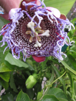 Passiflora quadrangularis, Purpurgrenadilla