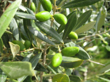 Olivenbaum Olea europeae,Olive