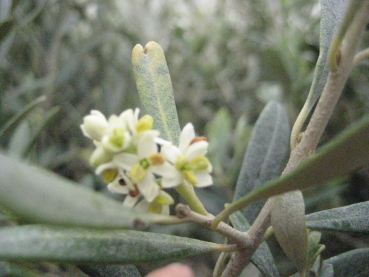 Oleae europeae,Olive