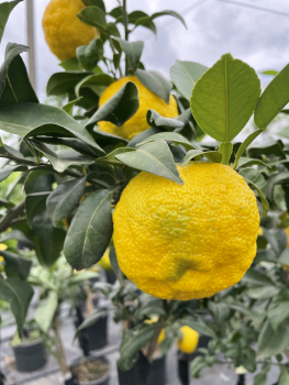 Citrus junos 'Yuzu' - japanische Zitrone - 130cm - veredelt - frosthart bis -12°C