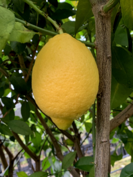 Amalfi-Zitrone -  Citrus limon 'Sfusato Amalfitano' - Zitronenbaum -130cm-