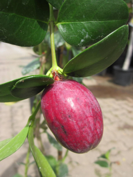 Natalpflaume - Carissa macrocarpa