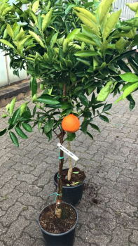 Mandarine - Mandarinenbaum - Citrus reticulata -140cm