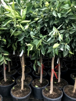 Mandarine - Mandarinenbaum - Citrus reticulata - Hochstamm 160cm - extra