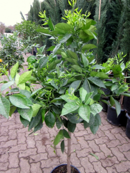 Orangenbaum - Citrus sinensis - 150cm - extra