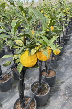 Citrus junos 'Yuzu' - japanische Zitrone - 120cm - veredelt - frosthart bis -12°C