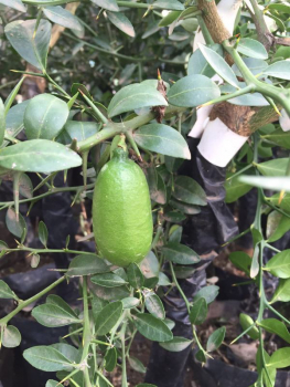 Gelbe australische Fingerlimette - 180cm Microcitrus australasica - Faustrime