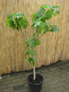 Feigenbaum Madeleine de deux Saison-150cm - Ficus carica 'Madeleine de deux Saison' - 2x tragende Feige - winterhart